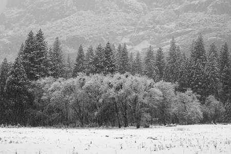 Trees Against Wall in Snow Storm